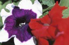 How To Care For Hanging Petunias Petunia Plant Petunias Petunia Care