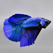 Live Betta Fish Male Solid Blue Hm Nv29 From Thailand Betta Betta Fish Fish