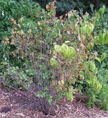 Heptacodium miconioides (autumn lilac) habit. What S Wrong With My Plant Garden University Of Minnesota Extension