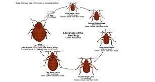 Launder and freeze when possible. Bed Bug Pest Control Extermination In New Orleans Pied Piper Pest Control Inc