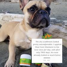 Nhv Heal Care Ointment For Bumps Bruises Sore Joints And Paw Pad Injuries In Dogs Cat Care Tips Ointment Natural Pet