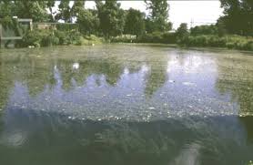 Image result for Wolffiella hyalina