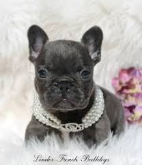 Search through thousands of french bulldog dogs adverts in the usa and europe at animalssale.com. 16 French Bulldog Puppies For Sale Ideas French Bulldog Puppies Bulldog Puppies Bulldog Puppies For Sale