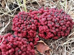Image result for Sarcophyte