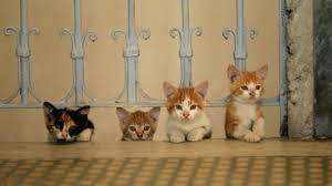 kedi kac gunde dogum yapar dogum suresi ne kadar kedi hamileligi kac ay surer