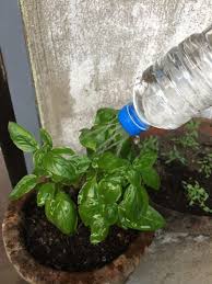 Aloe drop essence and empty bottle set vector. 20 Ways To Reuse Plastic Bottles For Gardening Simple Life Of A Lady