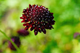 Image result for Scabiosa