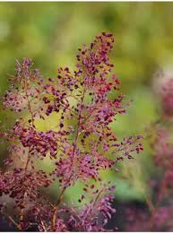 Image result for Macleaya