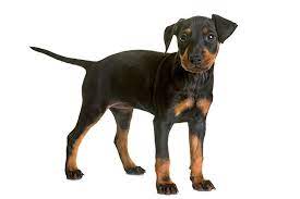 On our website you can find informations, pedigree, pictures and more about our dogs. Manchester Terrier Dog Breed Information