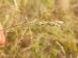 Image result for Eragrostis atrovirens