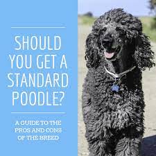 We did not find results for: Is The Standard Poodle The Best Dog For You Pethelpful