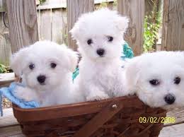 They Are Soooo Precious 3 Maltese Puppy Maltese Puppies For Sale Maltese Dog For Sale