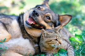 Answers To The Most Commonly Googled Pet Questions Shallowford Animal Hospital