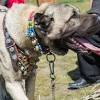 50% kangal 25% boerboel 12.5% dogo argentino 12.5% great. 1