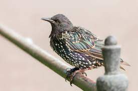 Maybe you would like to learn more about one of these? Everything You Need To Know About How To Get Rid Starlings