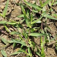 Image result for Danthoniopsis pruinosa