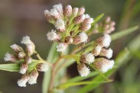 Image result for Boscia salicifolia