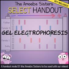 Enter video link (youtube only). Recap Amoeba Sisters Worksheets Teaching Resources Tpt
