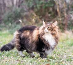 Strikingly beautiful with the personality to match, the norwegian forest ('wedgie') is one of the oldest cat breeds in existence. Norwegian Forest Cat Size Norwegian Forest Cats