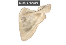 Why is a bone like the scapula (or shoulder blade) considered part of the appendicular skeleton and not the axial skeleton? Scapula Bone Posterior Anatomy