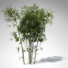 Pin On Plant