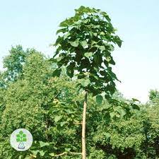 Ботаническое описание и родина растения. Tovary Pitomnika Pavlovnii Selekcionnaya Baza Plantbioteh