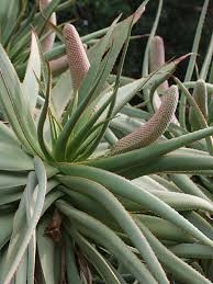 Image result for Aloe excelsa