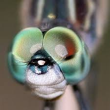 Three Animals That Have Inspired Technology Dragonfly Eyes Art Pictures Ideas Dragonfly