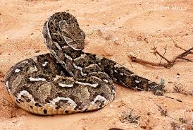 Bitis arietans) puff adder – @exotic-venom on Tumblr
