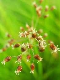 Image result for Fimbristylis quinquangularis