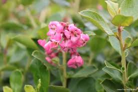 Image result for Escallonia