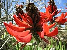 Image result for Erythrina madagascariensis