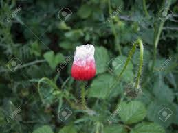 Is the national flower of poland. White Red Poppy On A Background Of Green Leaves Reminiscent Of The National Flag Of Poland Stock Photo Picture And Royalty Free Image Image 115608316