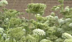 Image result for Daucus carota
