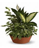 The most complete information about stores in lennox, south dakota: Flowers To Lennox South Dakota Sd Funeral Homes Cemeteries And Cremation Providers Same Day Delivery By A Local Florist In Lennox