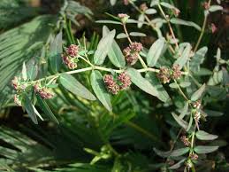 Image result for Euphorbia hyssopifolia