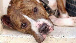 A Short History Of The Dangerous Dog And Why Certain Breeds Are Banned Bbc News