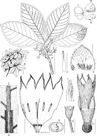 Image result for Pavetta stenosepala