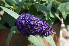 Image result for Buddleja pulchella