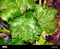 Image result for Colomerus vitis