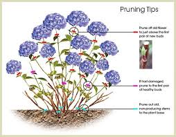 Hydrangea Pruning Tips Pruning Hydrangeas Plants