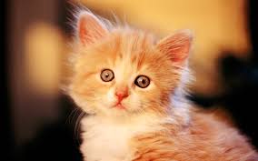 We have 59+ amazing background pictures carefully picked by our community. Cute Baby Cat Wallpaper Free Download Gato De Color Naranja 1920x1200 Wallpaper Teahub Io