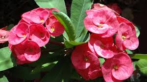 Tanaman hias outdoor memang cantik dan menarik. Beragam Tanaman Hias Outdoor Cantik Yang Mudah Dirawat Kepogaul