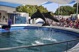 Delfinariu constanta este unul dintre cele mai cautate obiective turistice din constanta. Delfinariul A Trecut La Programul De VarÄ Vezi Noile Tarife Constanta Ro