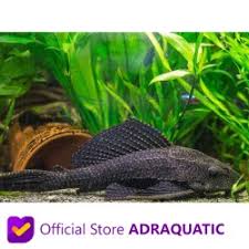 Oodinium pilularis aquarium fish disease velvet, identifikasi dan cure. Jual Ikan Hias Air Tawar Aquarium Terlengkap Terbaik Harga Murah August 2021