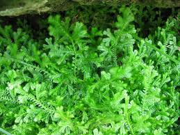 Image result for Selaginella kraussiana