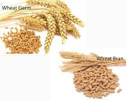Whereas The Endosperm Is Usually Taken To Make Flour Wheat Germ And Wheat Bran That Are Left Are Often Processed Into Foods Such As Brea Wheat Germ Wheat Germ