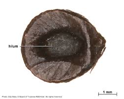 Image result for Tarenna junodii