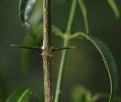 Image result for Canthium oligocarpum