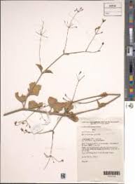 Image result for Commicarpus grandiflorus